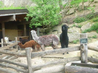 Backpacking in Austria: Taking Full Advantage of the Salzburg Card #visitsalzburg Our crazy staring Alpaca at Salzburg Zoo. A never to be forgotten moment!