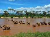 Together Wildlife Crime Environment Guardian