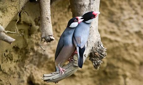 Indonesian birds face extinction due to pet trade – study | Environment | The Guardian