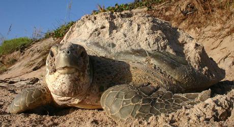 Spring Means Nesting Sea Turtles – Defenders of Wildlife Blog
