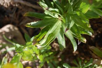 Alyssoides utriculata Leaf (23/04/2016, Kew Gardens, London)