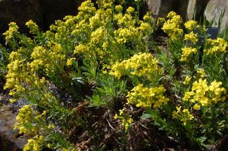 Alyssoides utriculata (23/04/2016, Kew Gardens, London)