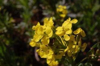 Alyssoides utriculata Flower (23/04/2016, Kew Gardens, London)