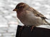 Season Injured Sparrow