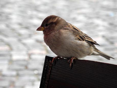 Season of the Injured Sparrow