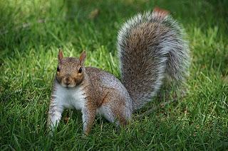 Image: Grey Squirrel (c) FreeFoto.com