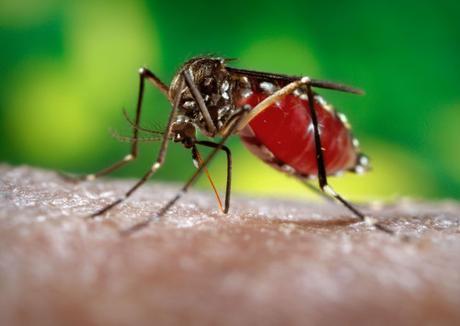 2006 Prof. Frank Hadley Collins, Dir., Cntr. for Global Health and Infectious Diseases, Univ. of Notre Dame This 2006 photograph depicted a female Aedes aegypti mosquito while she was in the process of acquiring a blood meal from her human host, who in this instance, was actually the biomedical photographer, James Gathany, here at the Centers for Disease Control.  You’ll note the feeding apparatus consisting of a sharp, orange-colored “fascicle”, which while not feeding, is covered in a soft, pliant sheath called the 