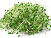 Alfalfa Benefits Uses Skin, Hair Health