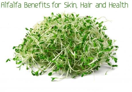 Alfalfa Benefits Uses