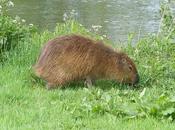 Escape Capybaras High Park