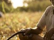 Future Farmers India What Contributing Factors Suicides Today.