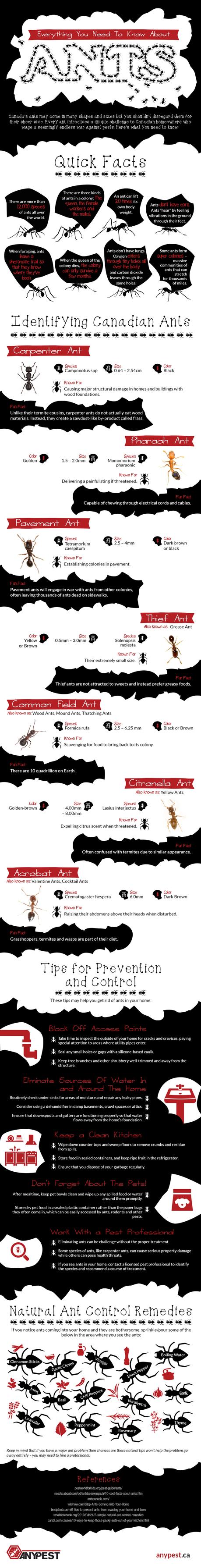 Everything You Need To Know About Ants