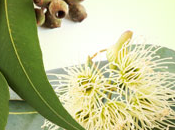 Eucalyptus Fragrance