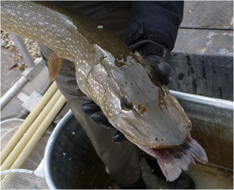 Colorado Parks and Wildlife targets illegally stocked pike in Green Mountain Reservoir with a bounty for anglers | Summit County Citizens Voice