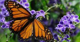 Agreement turns I-35 into pollinator haven | Finance & Commerce