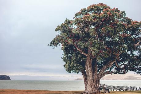 A Wild But Wonderful Omapere Wedding by Jessica Photography