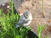 Bluetits Have Fledged!