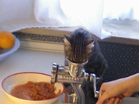 Cat Licking Meat Grinder