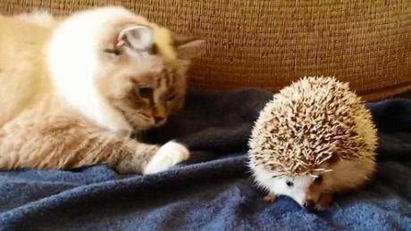 Cat About to Attack Hedgehog