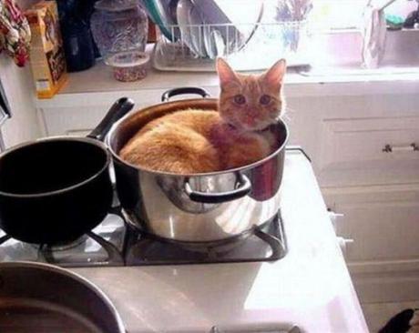 Cat Sleeping In Sauce Pan 