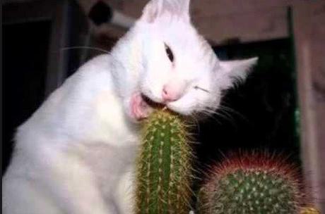 Cat Trying to Eat Cactus