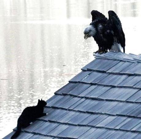 Cat About to Attack Eagle 