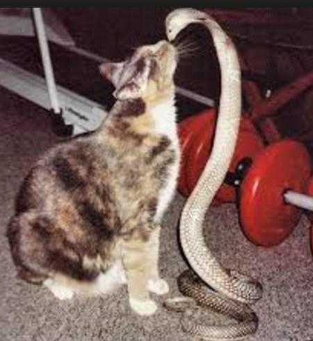 Cat Kissing Snake