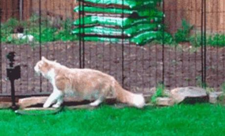 Cat Sniffing Water Sprinkler 