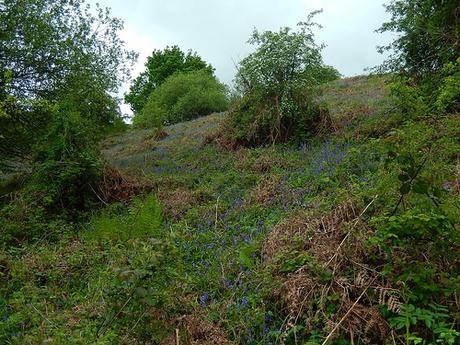 On the Mendips – May 2016