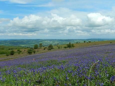 On the Mendips – May 2016