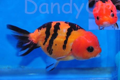 stripedgoldfish