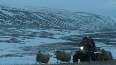 193. Icelandic director Grímur Hákonarson’s film “Hrútar” (Rams) (2015), based on his own original screenplay:  Unusual tale of sibling hatred and bonding