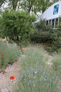 RHS Chelsea Flower Show 2016 Part 1 - the cold one