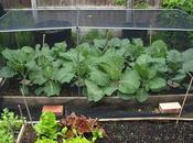 Bragging About Brassicas