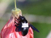 DAILY PHOTO: African Carpenter Flower