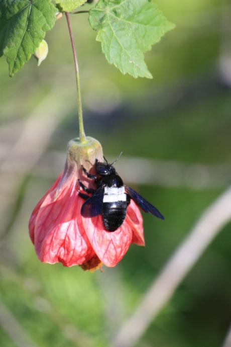 Taken in May of 2016 at the Palmwood Lodge in Lusaka