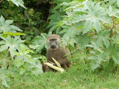 WILDLIFE VIEWING IN UGANDA AND TANZANIA, Part 1, Guest Post by Ann Paul