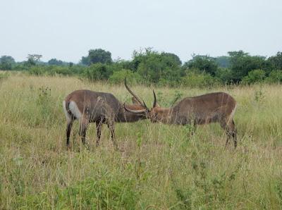 WILDLIFE VIEWING IN UGANDA AND TANZANIA, Part 1, Guest Post by Ann Paul