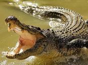 Crocodiles Large Reptiles Found Tropical Regions Africa, Asia, Americas Australia.