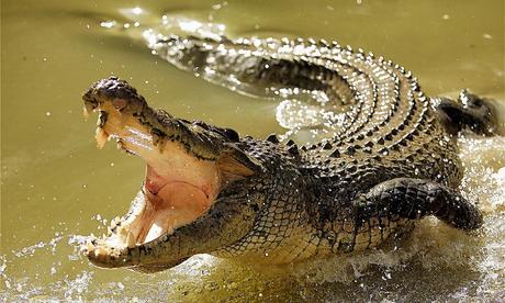 Crocodiles – large reptiles found in tropical regions of Africa, Asia, the Americas and Australia.
