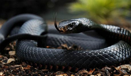 The Black Mamba – Consider as most deadly snake in the world.