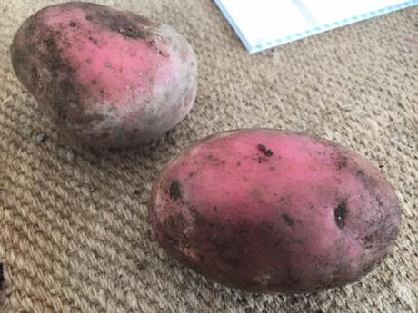 Why Dirty WA potatoes are good for you