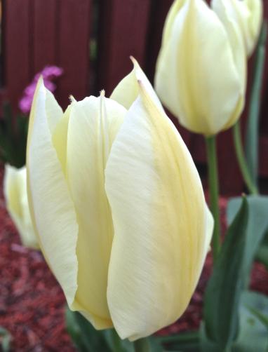 Into the Garden : Tulips