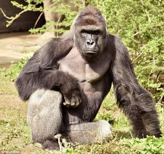 child crawls into gorilla enclosure ~ Harambe shot dead in Cincinnati Zoo