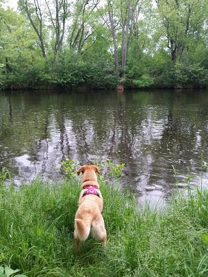 Stick? Log? Same Difference.