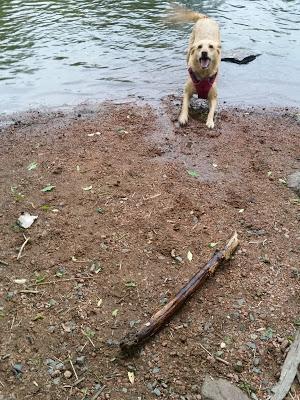 Stick? Log? Same Difference.