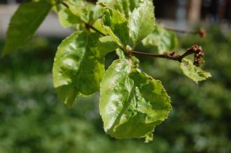 Betula davurica Leaf (23/04/2016, Kew Gardens, London)