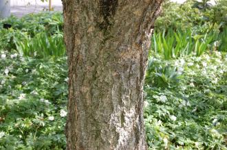 Betula davurica Bark (23/04/2016, Kew Gardens, London)