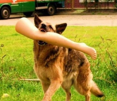 Top 10 Dogs Epicly Winning At Fetch Dog Winning At Fetch