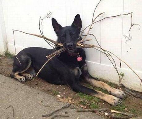 Top 10 Dogs Epicly Winning At Fetch Dog Winning At Fetch